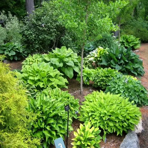 lush hosta plant garden featuring varied green cultivars with a labeled plant marker (#3) among shaded woodland plants