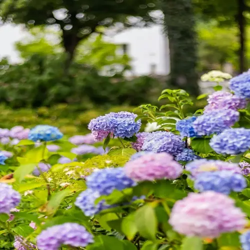 lush hydrangea garden blooming with vibrant blue, purple and pink flower clusters amidst green foliage