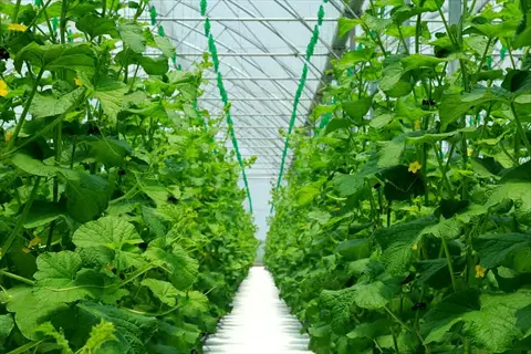 lush hydroponic cucumbers vine growing in a greenhouse with support strings