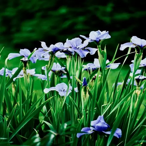 lush iris flower garden featuring vibrant purple blooms and green foliage
