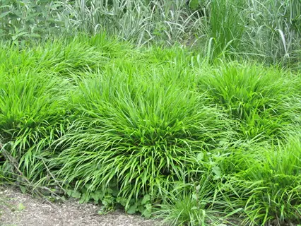 lush japanese forest grass (hakonechloa) forming dense green clumps in a garden bed among other ornamental grasses