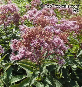 lush joe pye weed garden showcasing fluffy pinkish-purple flower clusters on tall stems with dark green foliage