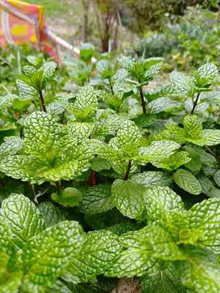 lush mojito mint plants with vibrant green serrated leaves and reddish stems growing in a garden