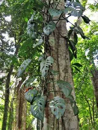 lush monstera climbing plant with fenestrated leaves growing on a tropical tree trunk