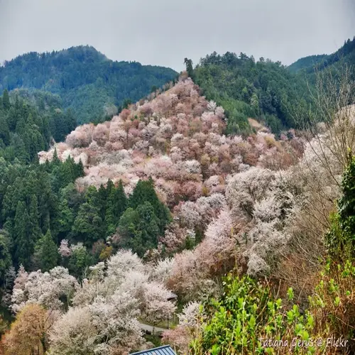 lush mountain slopes covered with blooming yoshino cherry blossoms under overcast sky