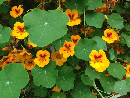 lush nasturtium flower garden featuring vibrant yellow blooms with red centers and large rounded green leaves