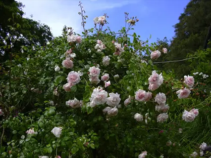 lush new dawn climbing roses in full bloom with soft pink flowers and vibrant green foliage under a clear blue sky
