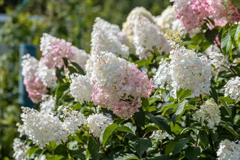 lush panicle hydrangea flowers with white and pink blooms in a sunlit garden