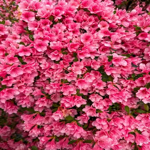 lush pink azalea bush blooming with dewdrops on petals