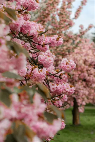 lush pink cherry tree blossoms blooming on branches with green grass and distant trees in spring