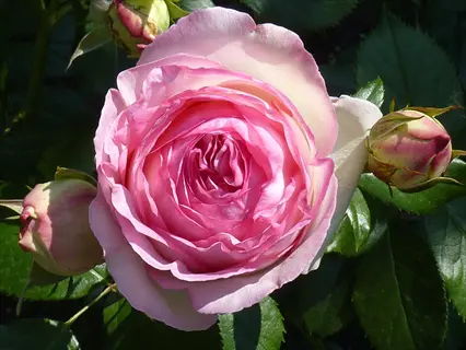 lush pink eden pierre de ronsard rose blooms and buds with dewy green leaves
