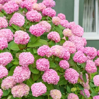 lush pink hydrangea mophead blooms with green foliage near a house window