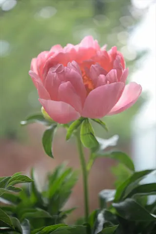 lush pink peony flower blooming with soft, ruffled petals and vibrant green foliage against a soft-focus garden background