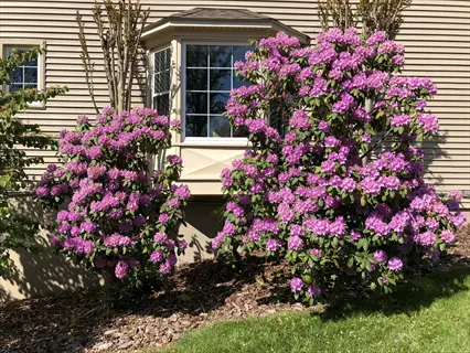 lush pink rhododendron english roseum blooms covering shrubs near a light brown house with bay window
