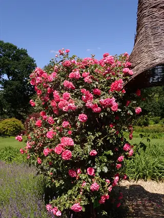 lush pink william baffin rose bush blooming vibrantly under clear blue sky in a sunlit garden