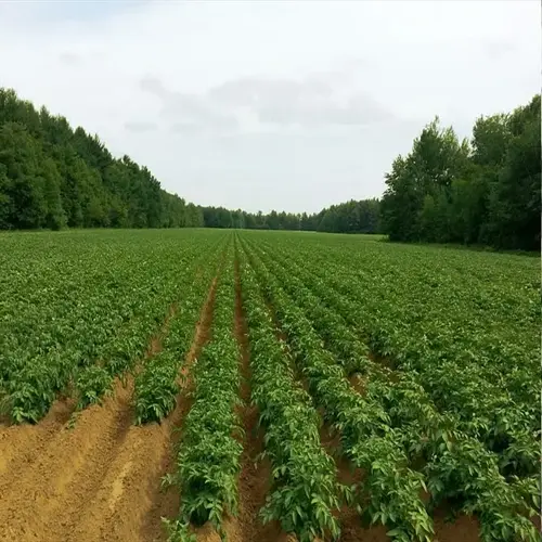 lush potato harvest garden with neat rows of green crops, surrounded by forest under a partly cloudy sky