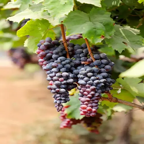 lush ripe grape clusters hanging from vineyard vines with green leaves under sunlight