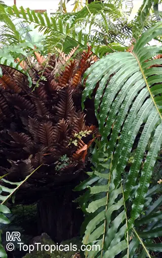 lush ruffled fern basket with vibrant green and brown fronds in a tropical setting