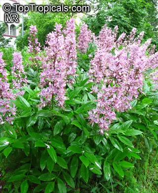 lush small burning bush garden with dense purple flower spikes and vibrant green foliage