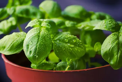 lush spicy globe basil in compact form with water droplets on vibrant green leaves in a brown plastic pot