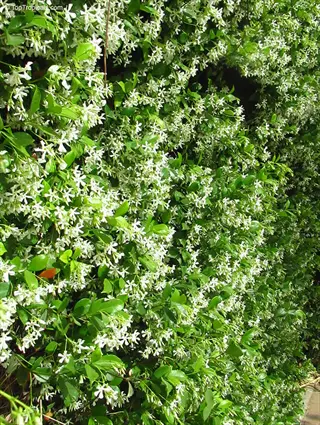 lush star jasmine vine covered in white star-shaped flowers and green leaves
