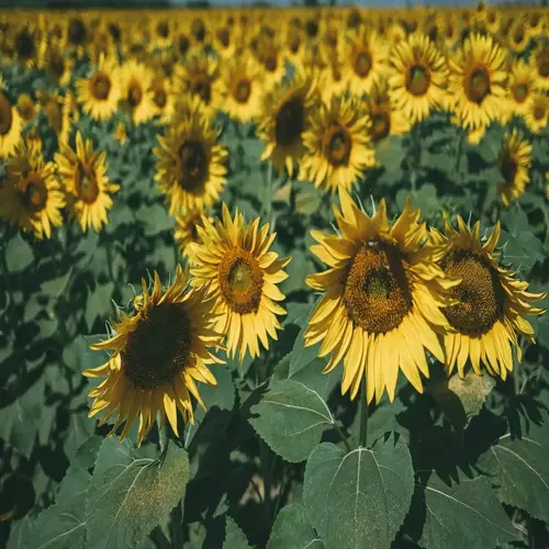 lush sunflower field blooming under bright sunlight
