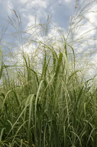 lush switchgrass ornamental garden showcasing tall green grasses with feathery seed heads under a partly cloudy blue sky