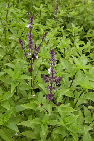 lush thai basil with purple stems and flowering spikes growing in a vibrant green garden