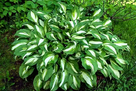 lush variegated hosta plant with green and white leaves thriving in a shady garden environment