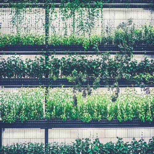 lush vertical garden with multiple layers of vibrant green plants on structured panels