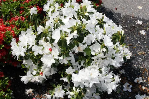 lush white azalea bush with vibrant blooms and green leaves, surrounded by red flowers on a gravel surface
