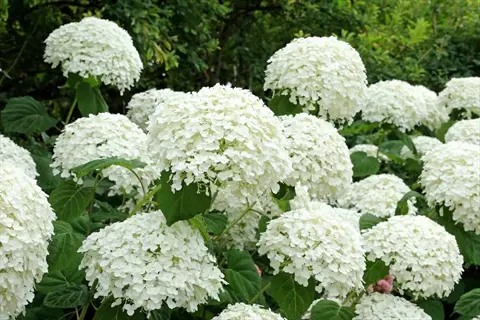 lush white hydrangea flowers thriving in clay soil, featuring large spherical blooms with delicate petals and vibrant green leaves against a garden backdrop