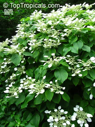 lush white hydrangea tree garden with abundant green leaves and clusters of delicate white flowers