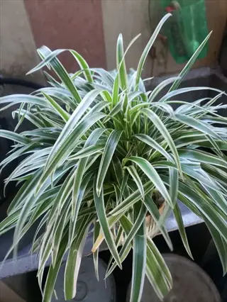 lush white stripe spider plant with slender green leaves featuring prominent white variegation