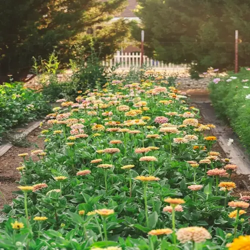 lush zinnia flower garden blooming with vibrant orange, pink, and yellow flowers under sunny skies