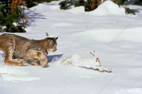 lynx hunting snowshoe hare in snowy forest - intense chase with evergreen trees (watermarked stock photo). lynx hunting snowshoe hare