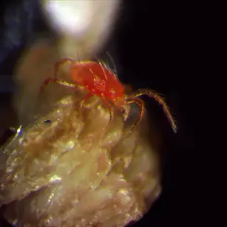 macro photograph of a phytoseiulus persimilis mite, a small reddish predatory mite on a plant surface