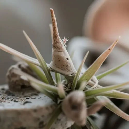 macro shot of air plant (tillandsia) with visible tiny pups emerging from base, showcasing early air plant pups growth stage