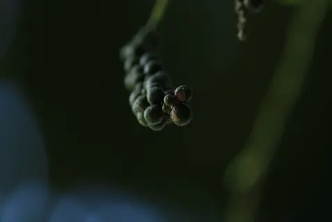 macro shot of clustered dark pepper seeds on a green stem with bokeh background