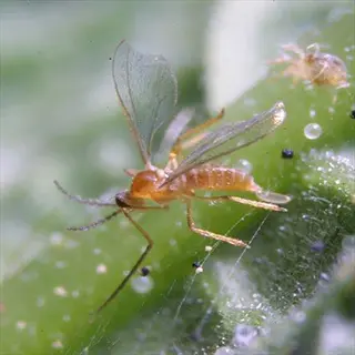 macro view of a feltiella acarisuga gall midge with transparent wings on a green leaf, surrounded by water droplets and tiny particles