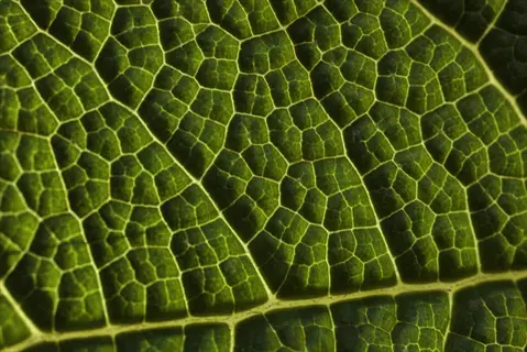 macro view of leaf cooling veins forming intricate network on green leaf surface, demonstrating thermal regulation mechanism