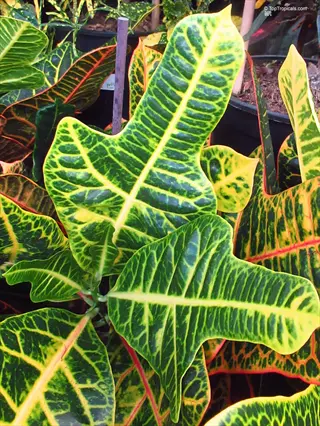magnificent croton plant showcasing vibrant green and yellow variegated leaves with intricate vein patterns