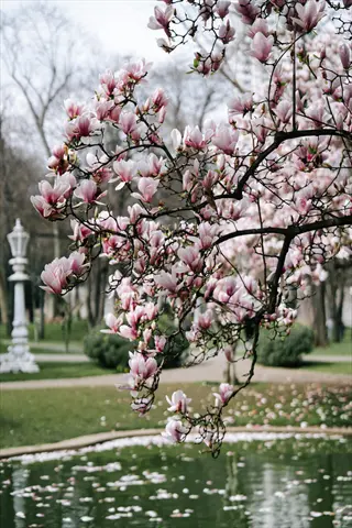 magnolia tree blooming over a serene park pond with scattered petals