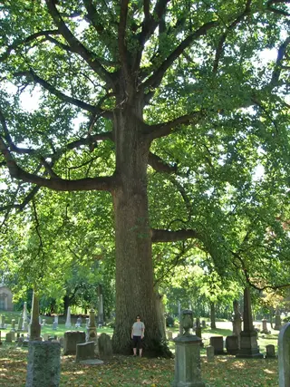 majestic tulip tree shade canopy in a cemetery with a person for scale