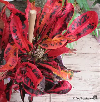 mamey croton plant showcasing vibrant red, orange, and black patterned leaves