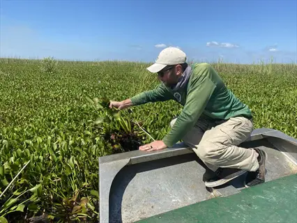 manual removal: person hand - pulling invasive aquatic plants from a wetland marsh using a boat