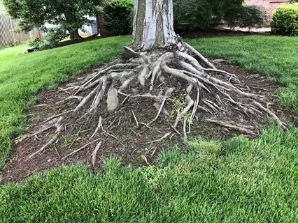 maple tree roots with prominent lateral root system spreading across a green grassy lawn, partial view of shrubs and fence in background