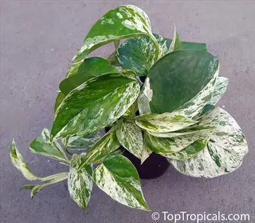 marble queen pothos plant in a pot with green and white variegated leaves