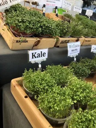market stall display of kale microgreens growing in trays with visible labels: 'kale', 'wellness mild mix', and other microgreen varieties