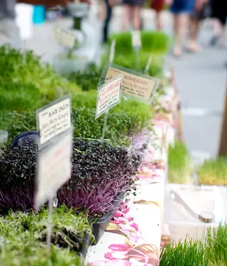 market stall display of red cabbage microgreens with purple-tinged leaves among other varieties, labeled trays at outdoor farmers market